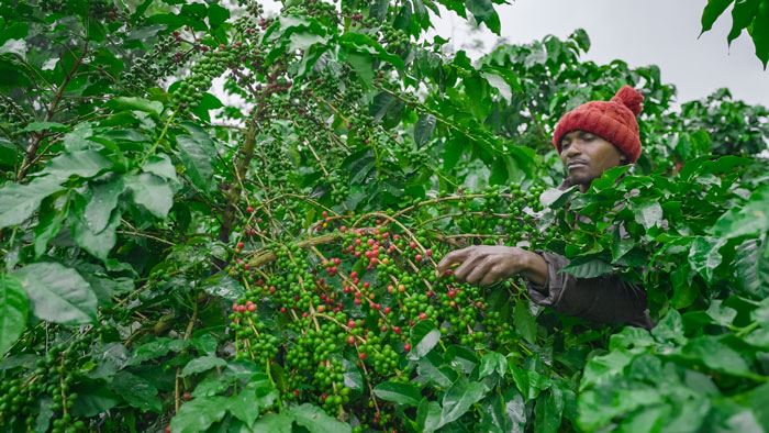 Kenya Finca De Cafe Nespresso kompatibilis kapszula