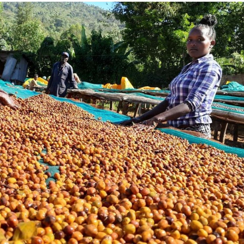 ETIOPIA KEBIR GESHA SZEMES KÁVÉ 250gr