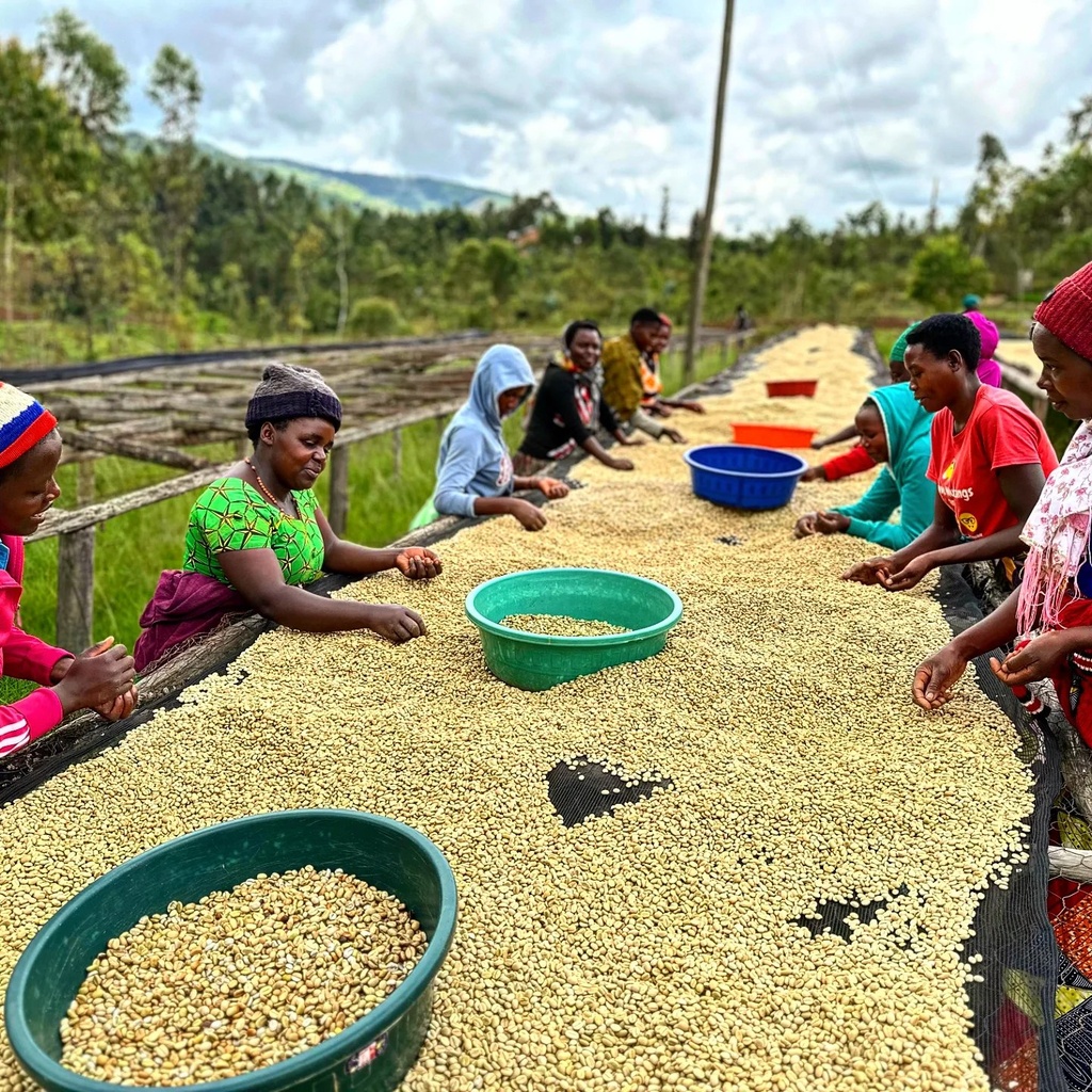 RWANDA MUYONGWE specialty szemes kávé