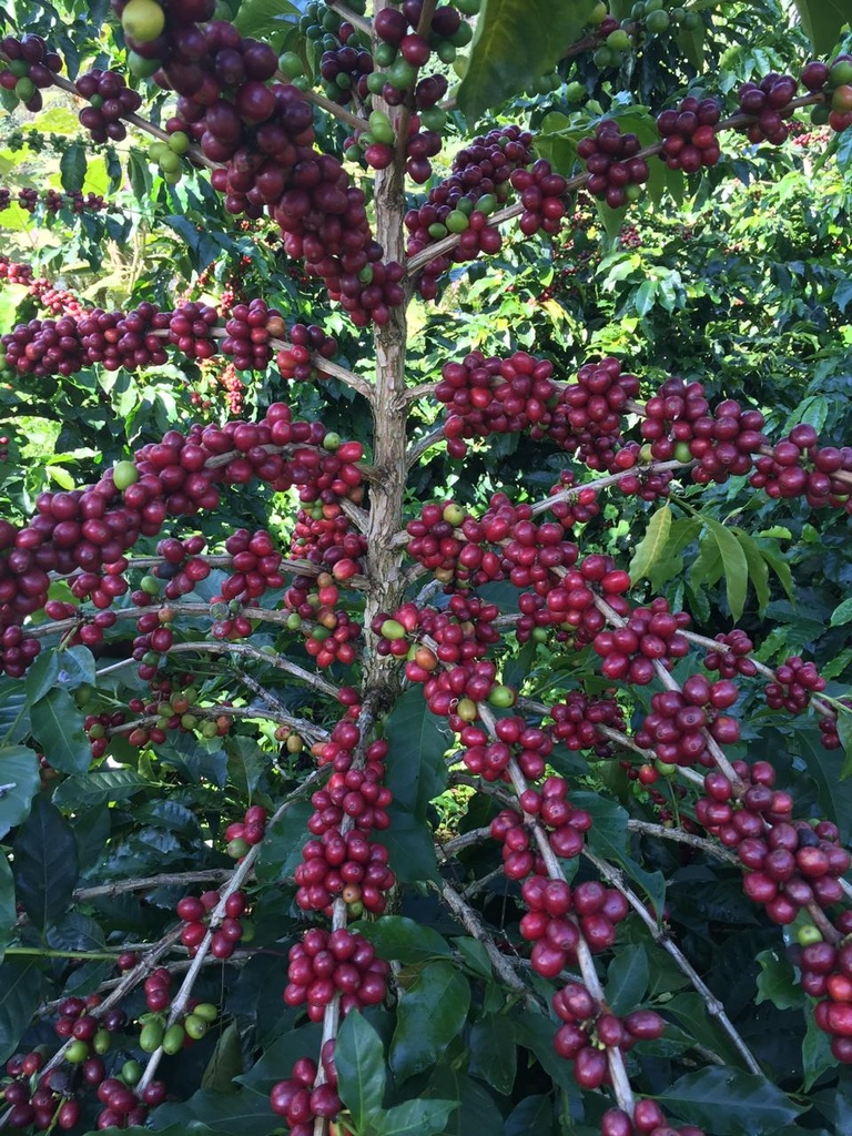 COLOMBIA La Ricaurte specialty szemes kávé