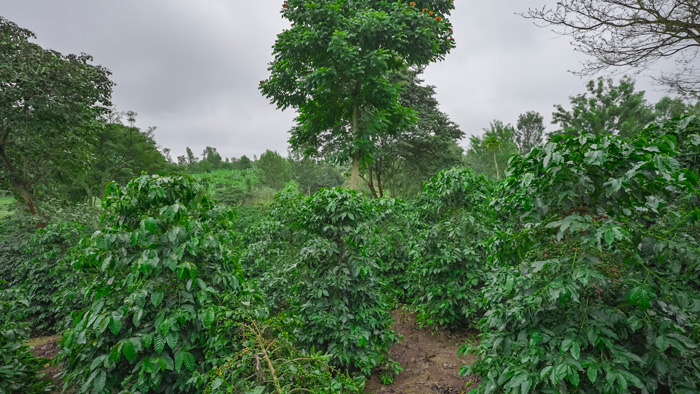 Kenya Finca De Cafe AA SZEMES KÁVÉ